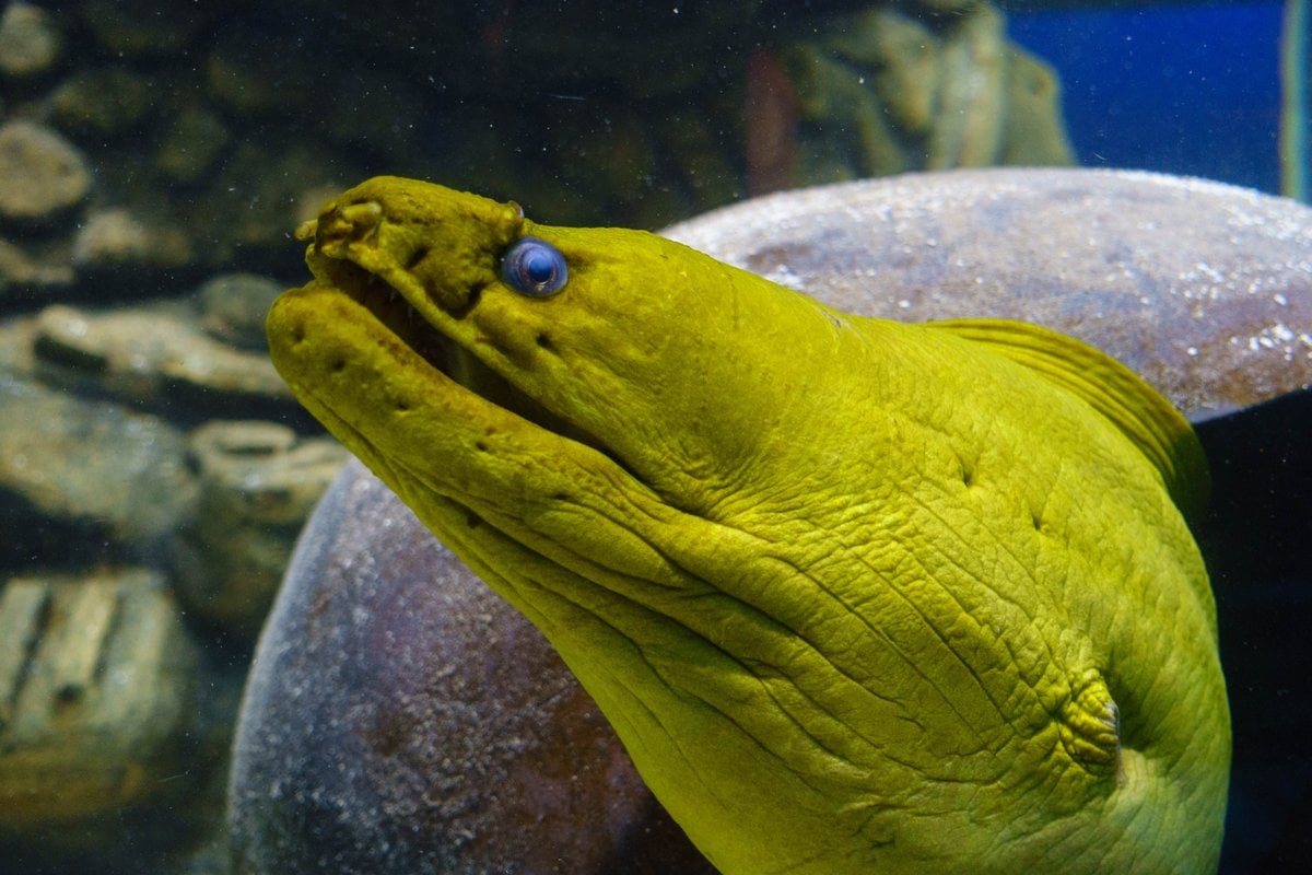 Audubon Aquarium - Gallery Image 5